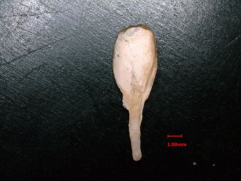 Media type: image;   Malacology 232049 Description: exterior view of pallet;  Aspect: exterior